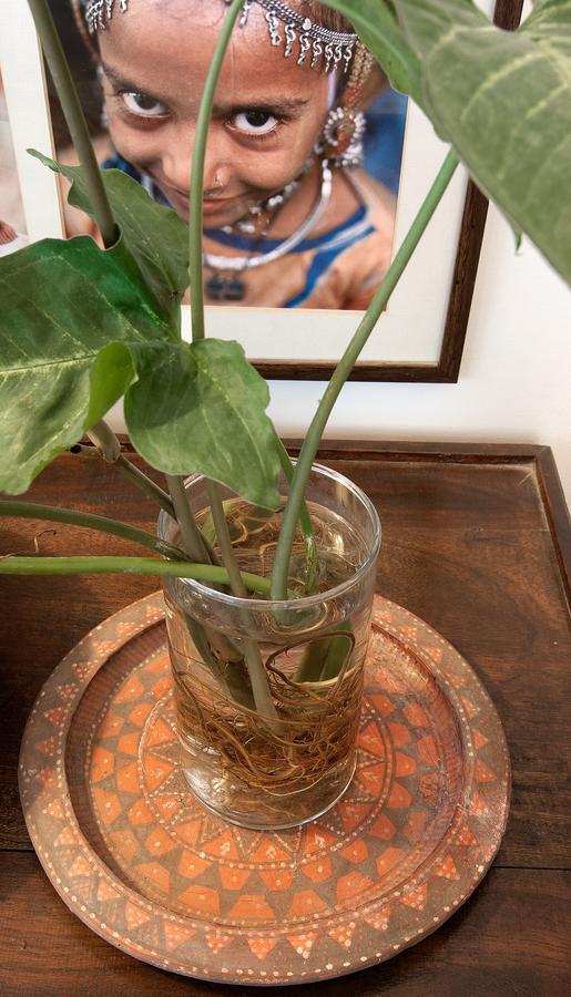 Bed and Breakfast Haveli Hauz Khas Нью-Дели Экстерьер фото